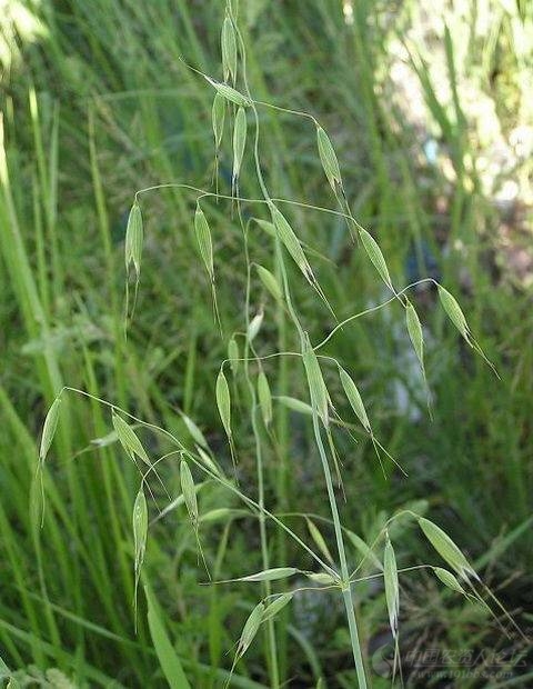 发几张麦田恶性杂草图片雀麦野燕麦节节麦
