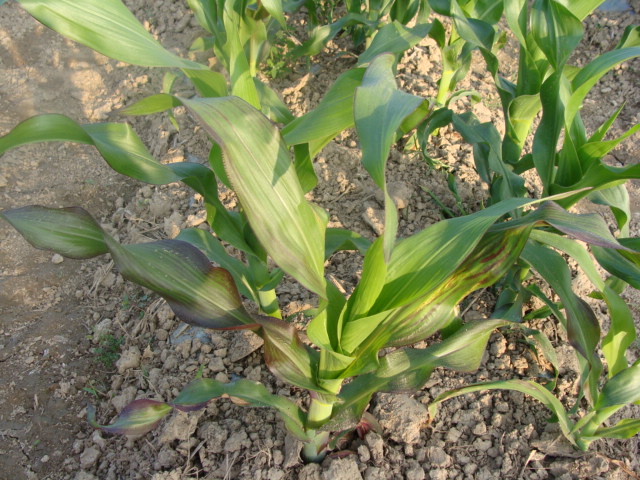 玉米缺磷高清图谱