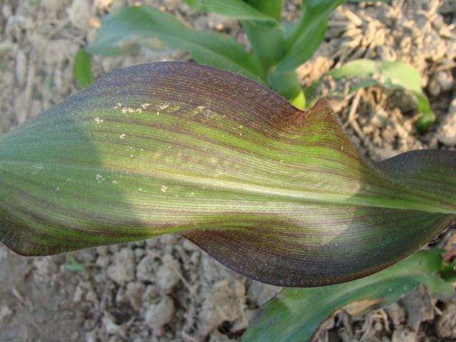 玉米缺磷的症状图片图片