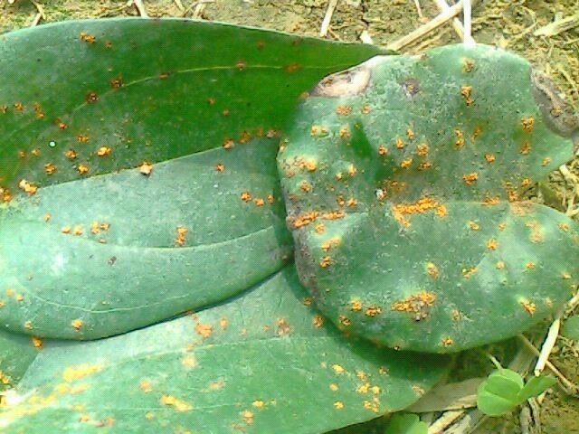 [山药]淮山叶片上有黄色粉末,有图一张,请教是什么病