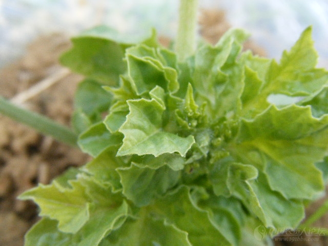 问题求解西瓜除草剂药害及解害后的效果