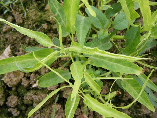 苄丙在豆角,空心菜上的药害_病虫草图_191农资人 - 农技社区服务平台