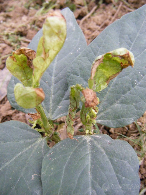 苄丙在豆角空心菜上的药害