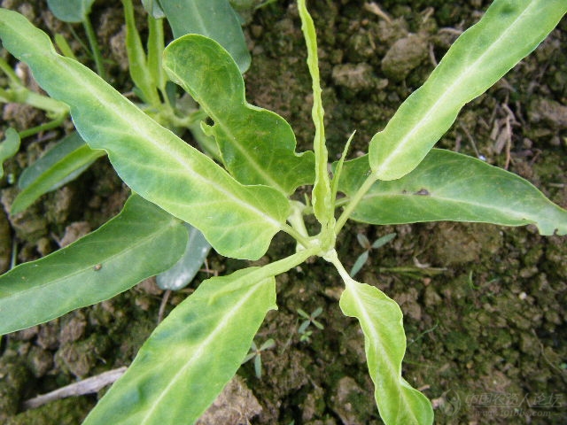 苄丙在豆角,空心菜上的药害