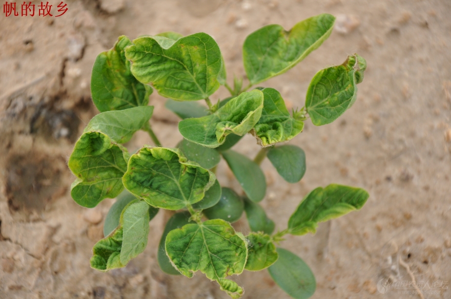 随处可见的乙草胺漂移药害续