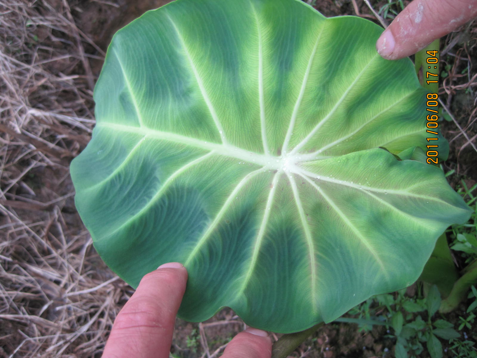 我有一个芋头上的问题请教高手