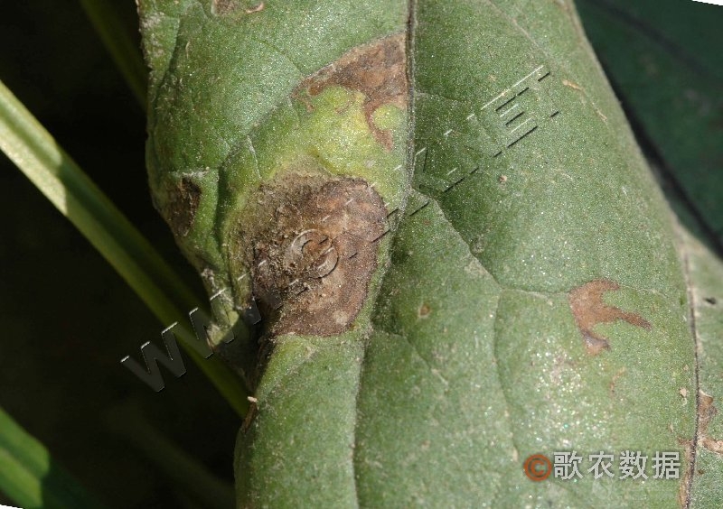 茄子常见病害图谱(连载)