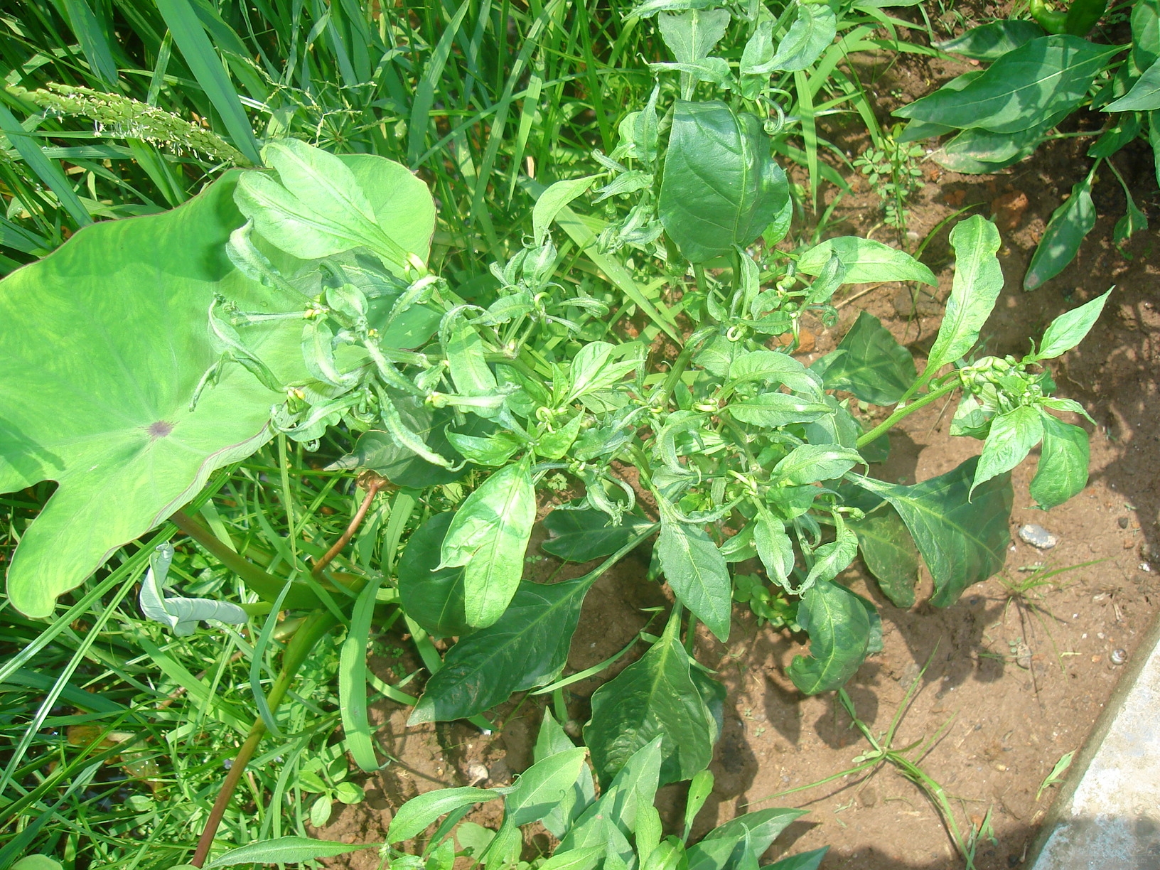 发几张二氯喹啉酸药害图片