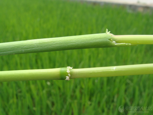 水稻恶苗病病原菌图片