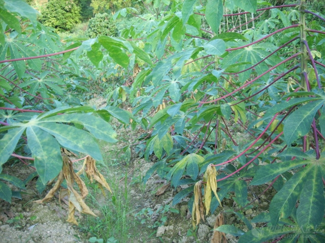 木薯红蜘蛛危害?