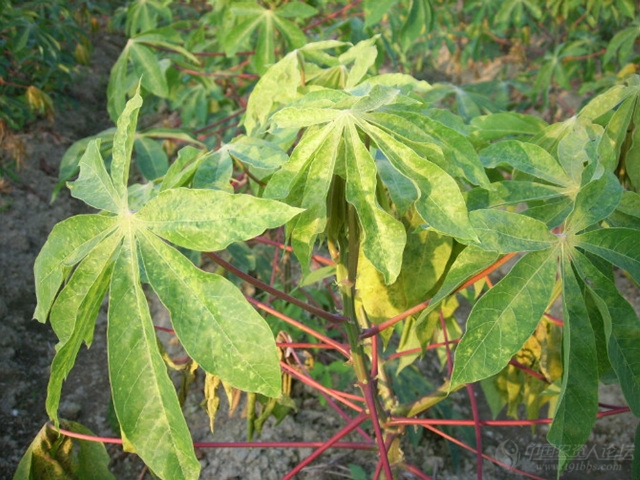 木薯红蜘蛛危害?