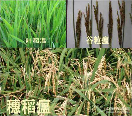 8月中下旬南方部分稻区需加强防控稻瘟病