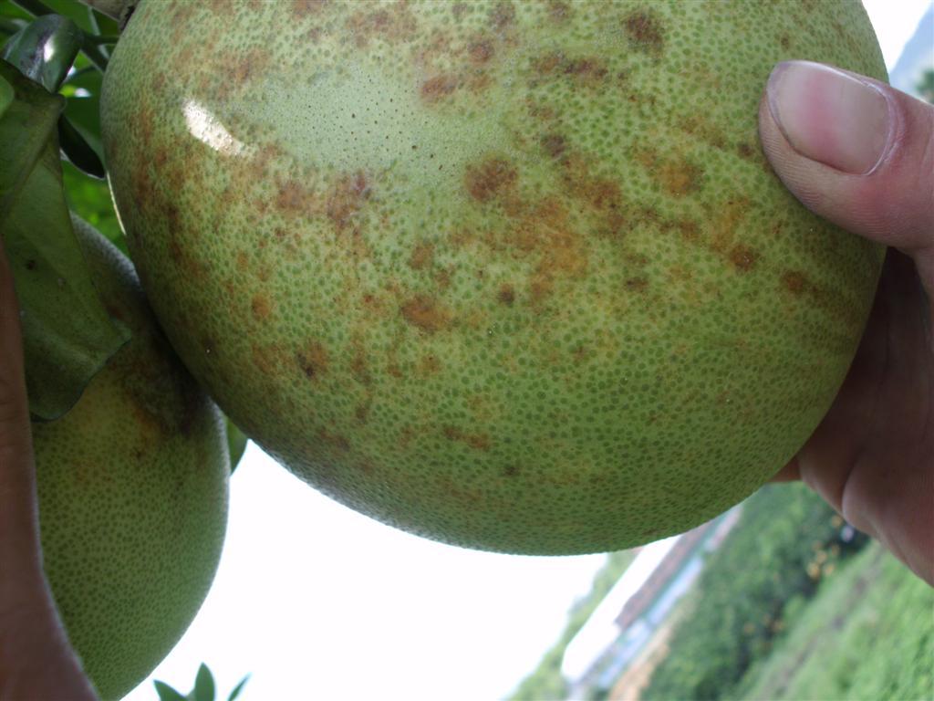 蜜柚的炭疽病和黄斑病