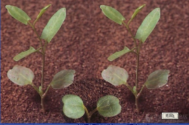 求田旋花幼苗时期的图片