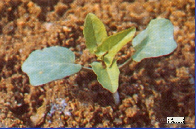 求田旋花幼苗时期的图片