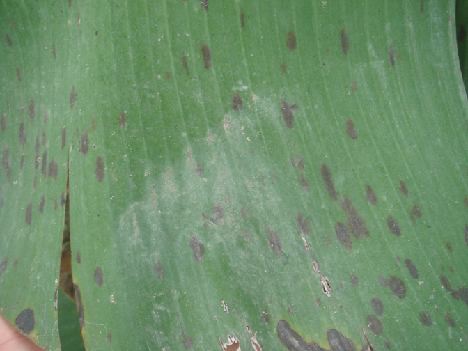 香蕉香蕉黑斑病是叶斑病的分类吗