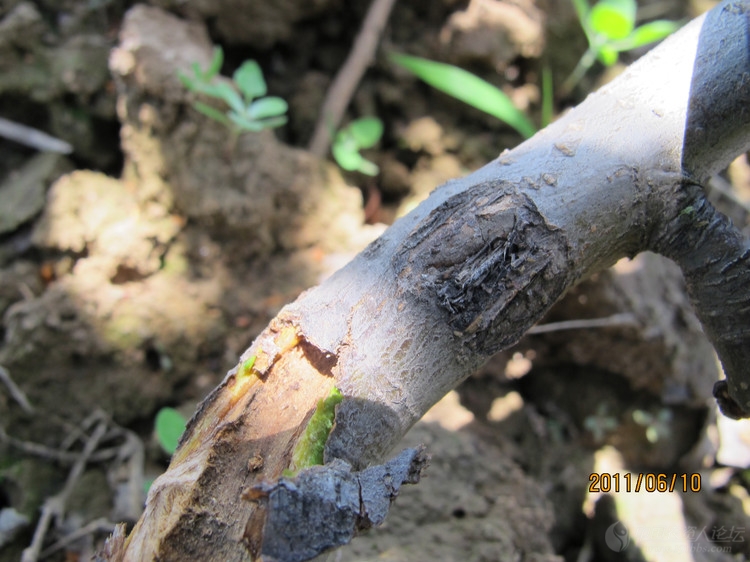 桑天牛的产卵痕迹
