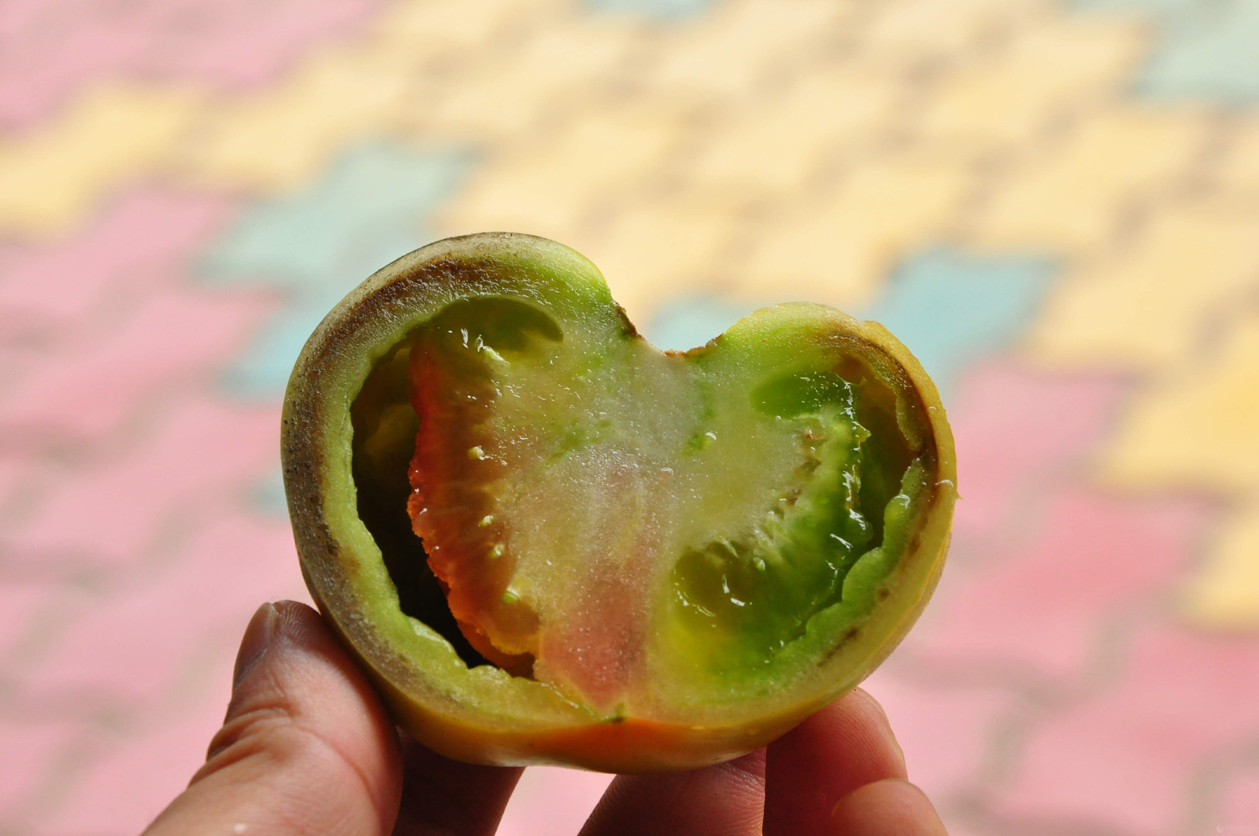 番茄筋腐病(高清)