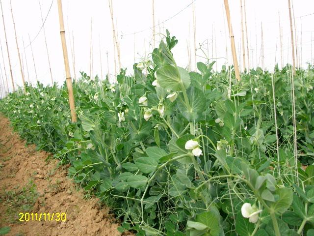 右为使用智根知地   下面为广西宾阳县10月27号美国甜豆的试验效果图
