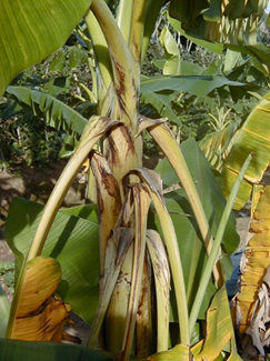香蕉巴拿马病菌图片