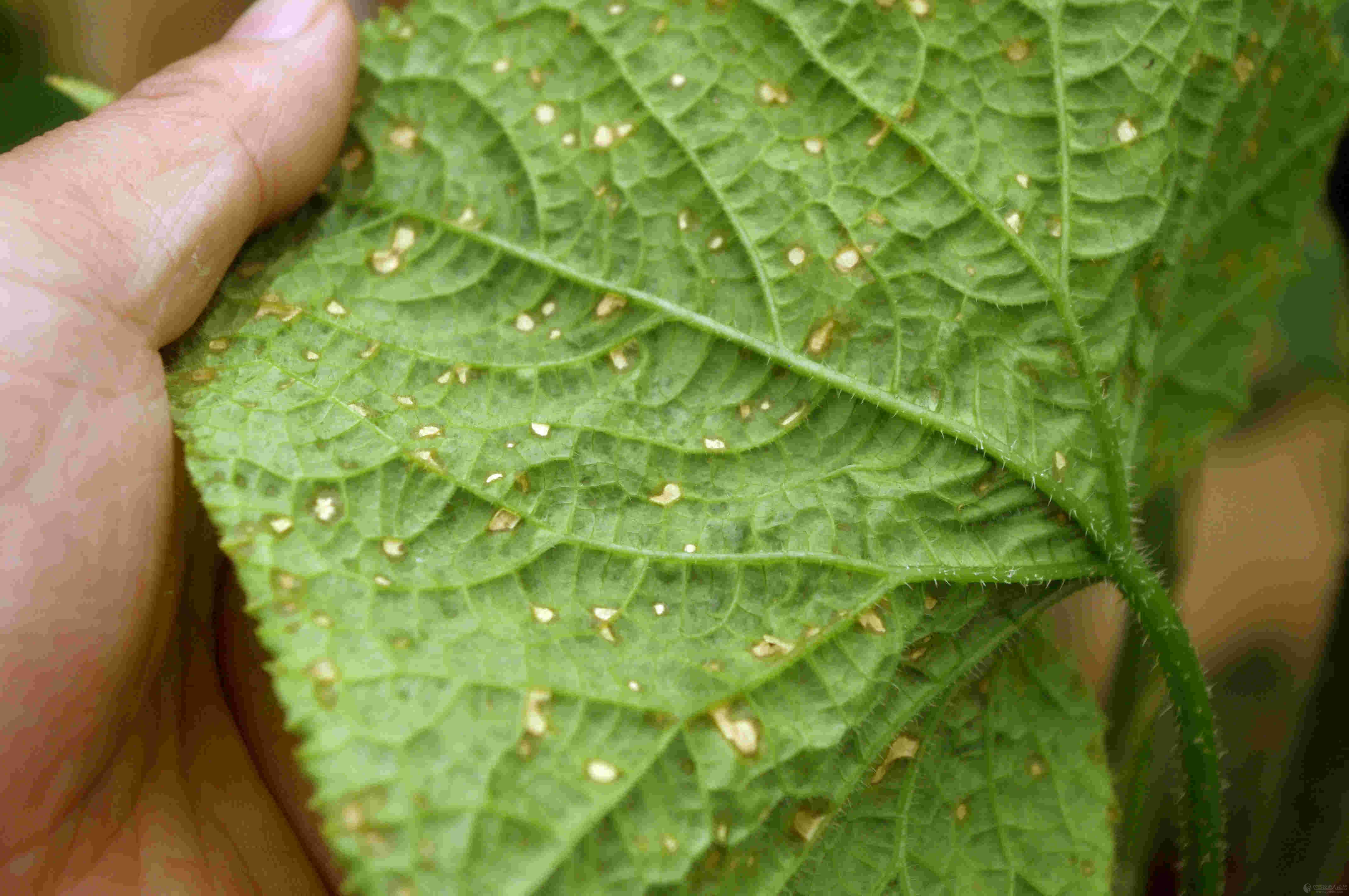 下乡入棚随拍黄瓜番茄病害图片