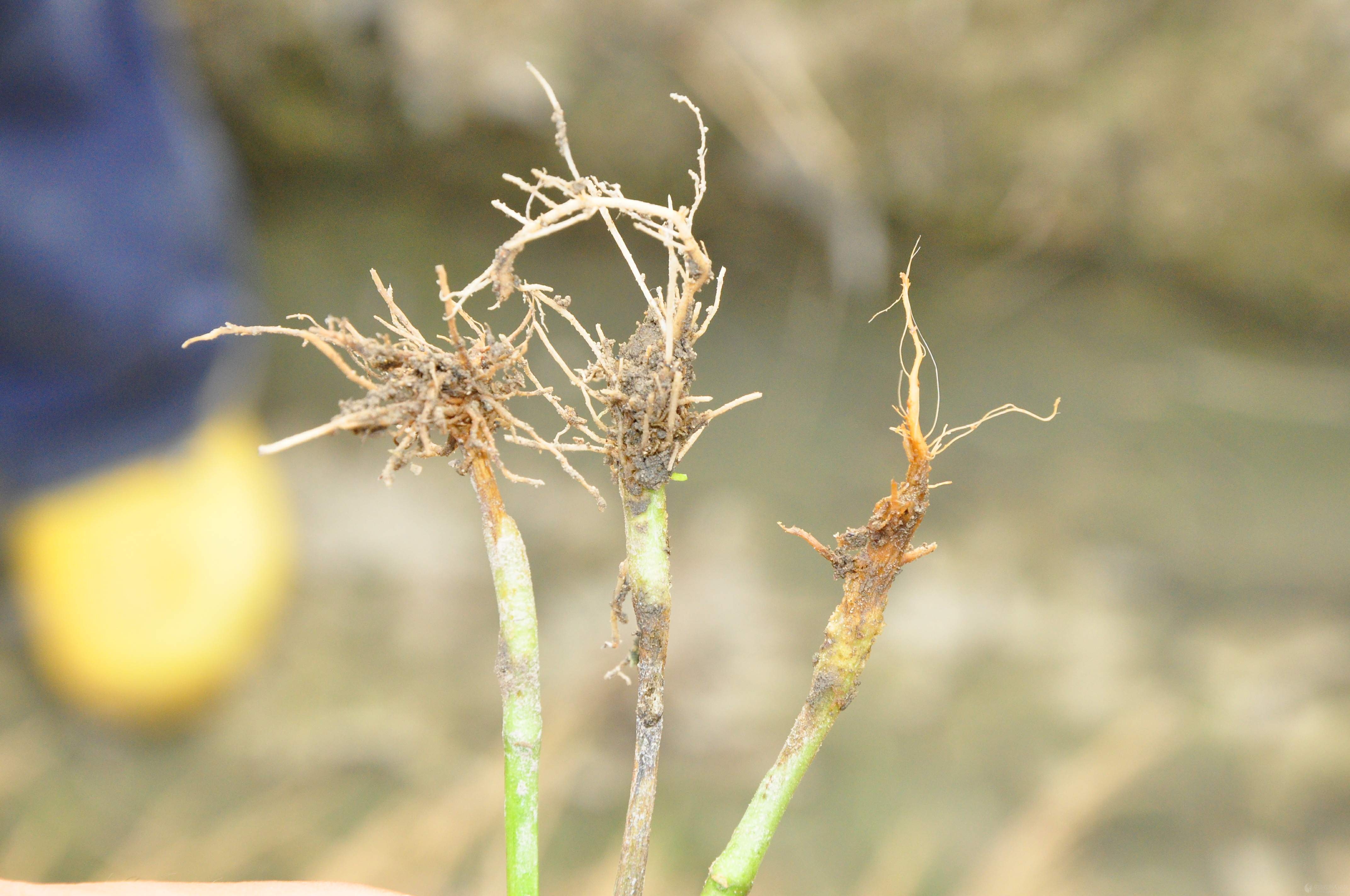 【逆云随拍】辣椒一地三病(死苗)(高清)