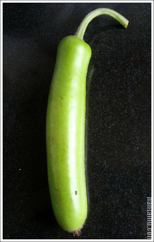 [南瓜]叫什么名字?