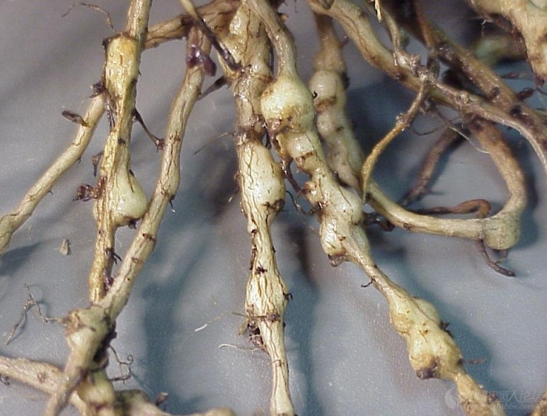 几张根结线虫高清图片