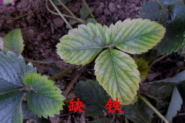草莓缺铁