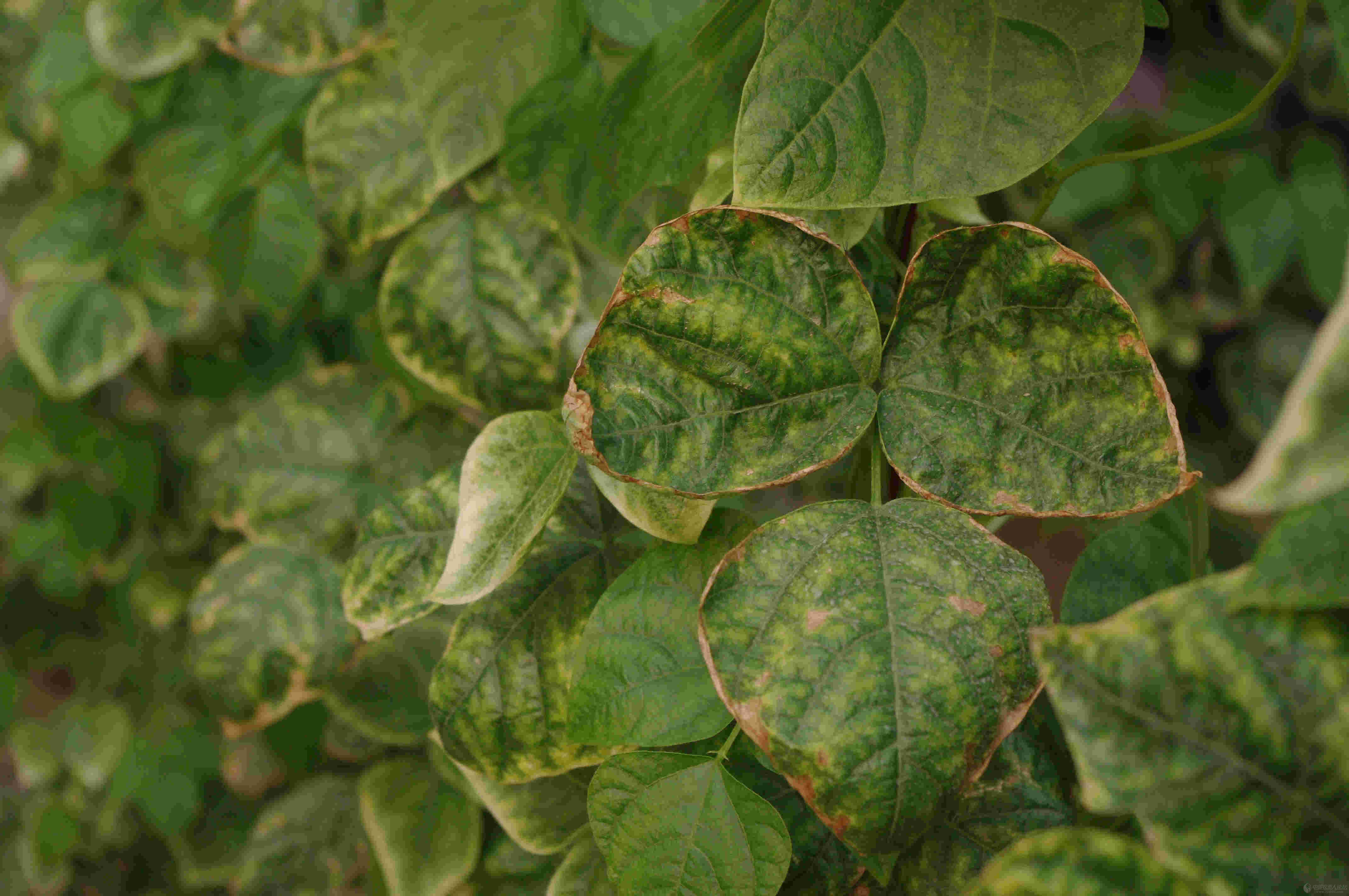 下乡入棚随拍黄瓜番茄病害图片