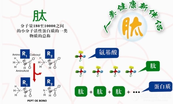 詳解多肽肽與健康轉載分享