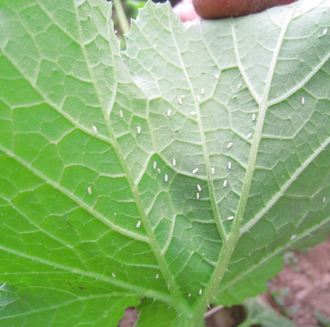 番茄温室白粉虱
