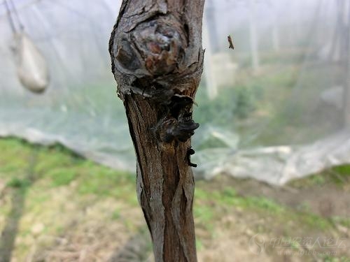 求鉴定什么病害葡萄枝干上的