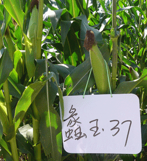 【2012*玉米种大评选】蠡玉37---两年三个第一
