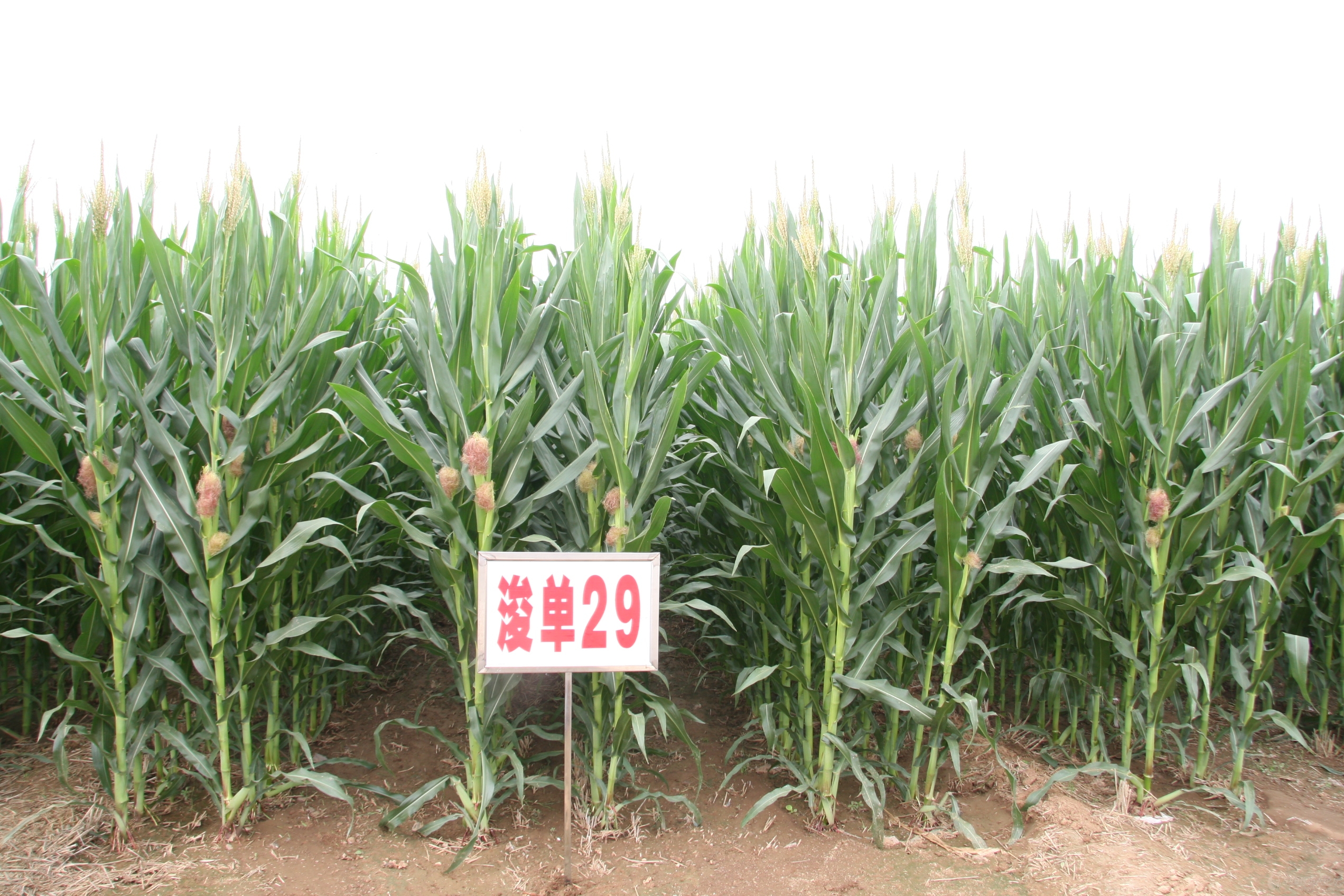 春秋种业"浚单29",真正的好种子