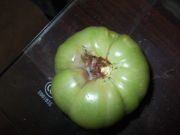 番茄西红柿烂果是什么原因