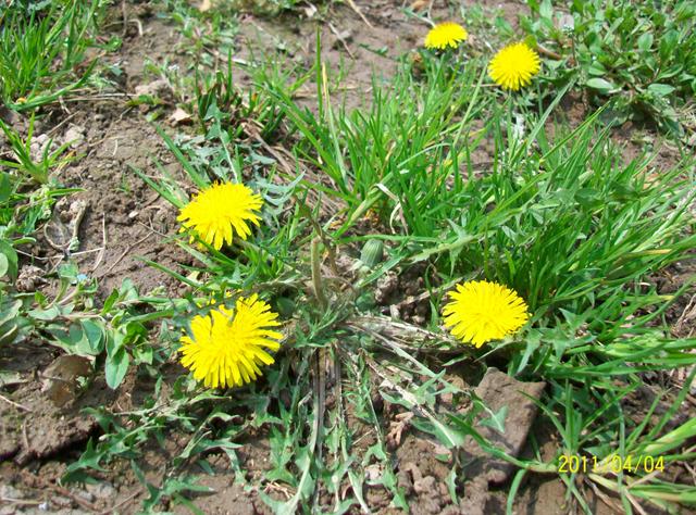 杂草的记忆——苦卖菜