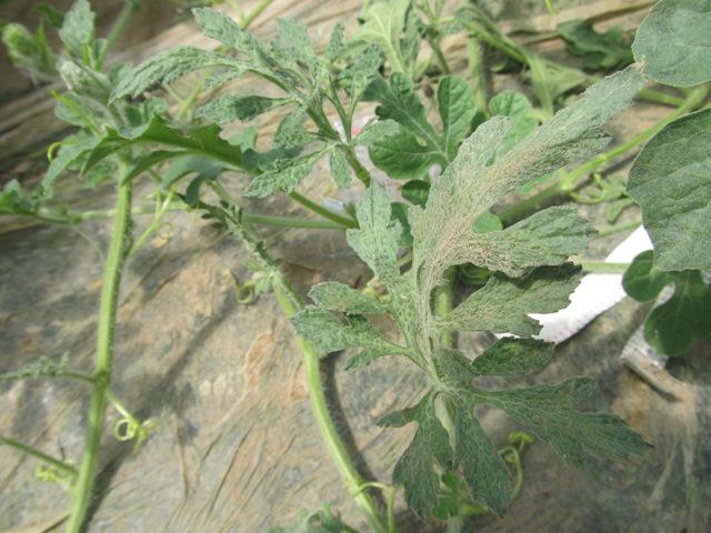 [西瓜]西瓜激素中毒图片