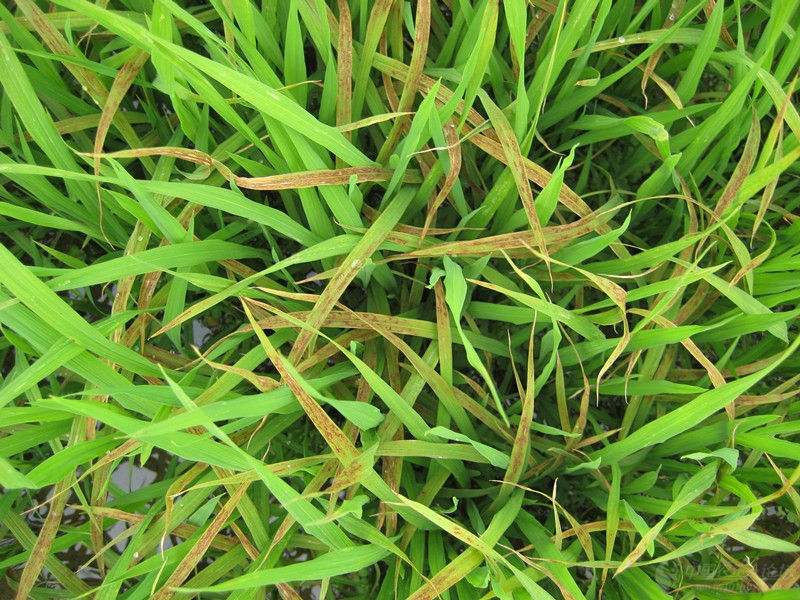 水稻病害;求高手给出防治方案