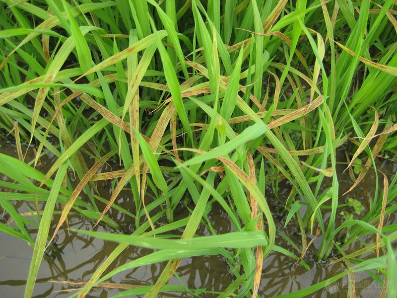 水稻病害;求高手给出防治方案