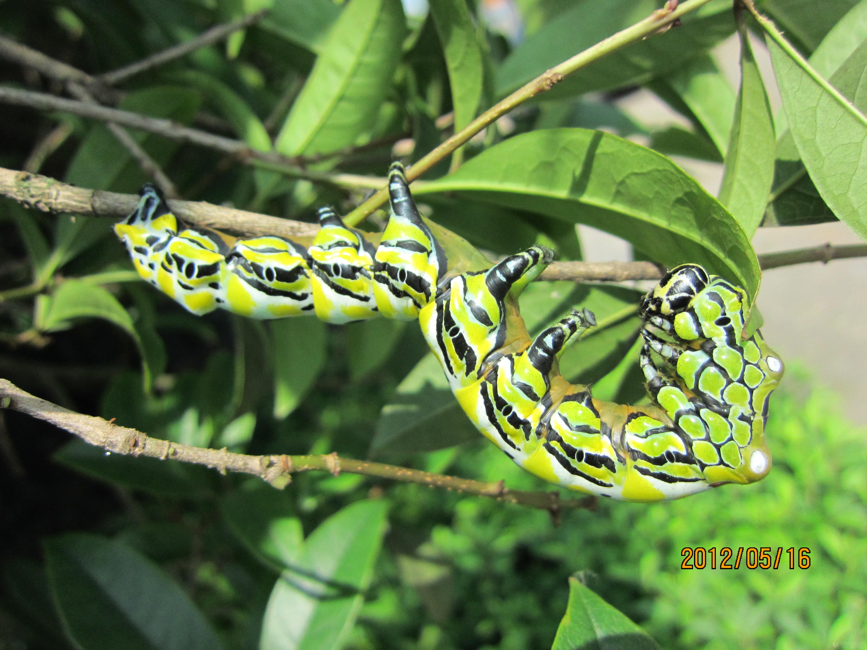发一张桂花树上的食叶害虫图片,请教各位大侠叫啥名!