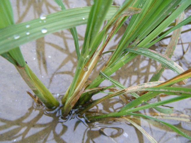 水稻受淹后细菌性心腐病