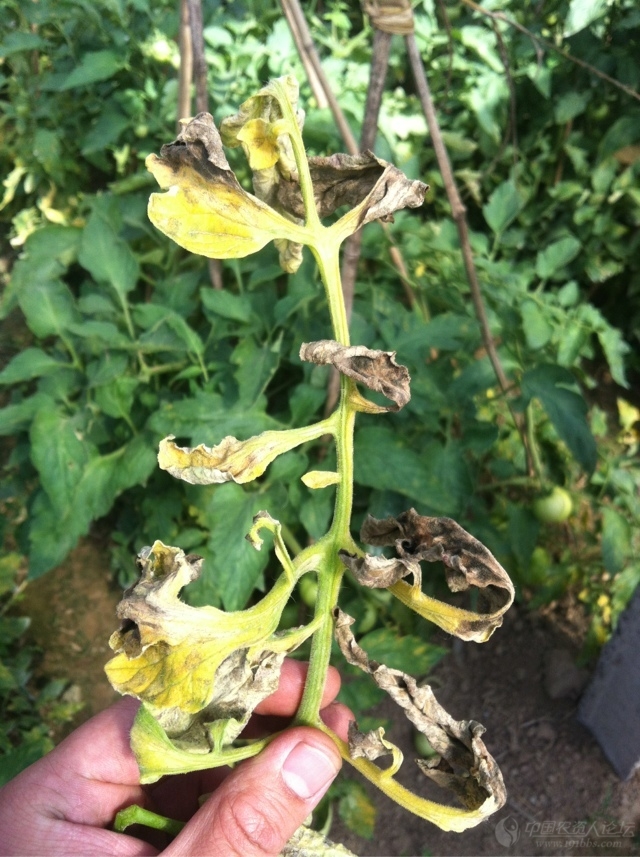 番茄叶霉病煤霉病求指教