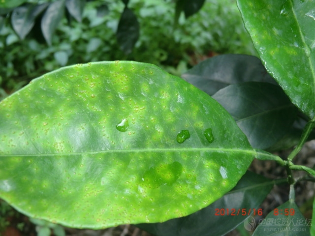 脐橙高清 溃疡病图片