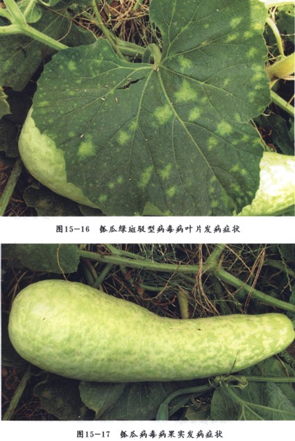 有真正的行家吗,瓠子上病了.