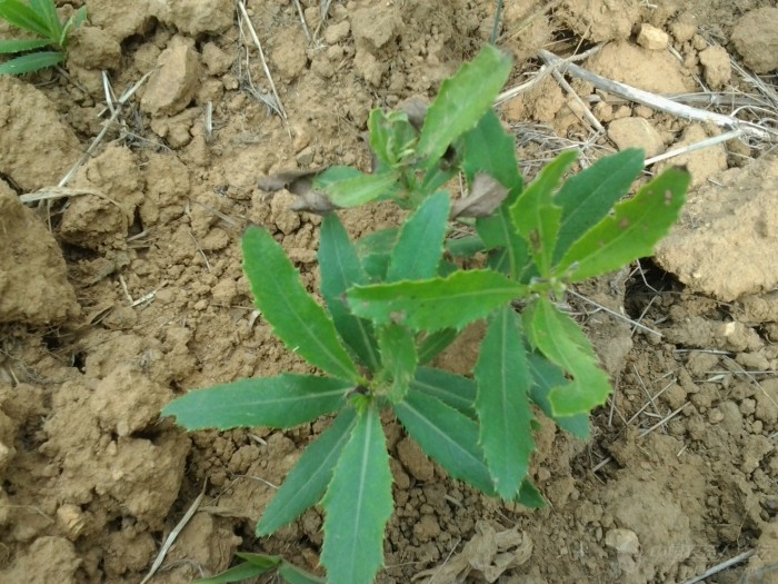 阿兮随笔童年记事1刺儿菜