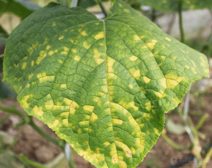 急求:黄瓜,叶片有黄斑,什么病啊?