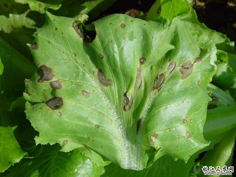 叶菜的黑斑病有什么方法可以治啊!