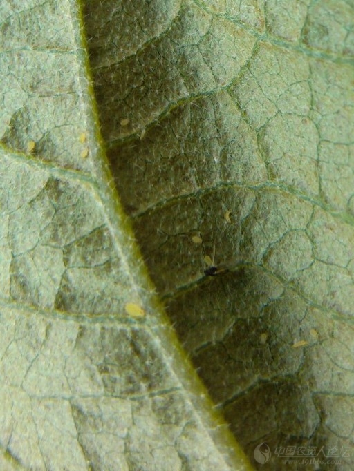 茄子茶黄螨-手机加放大镜拍的_病虫草图_191农资人 - 农技社区服务