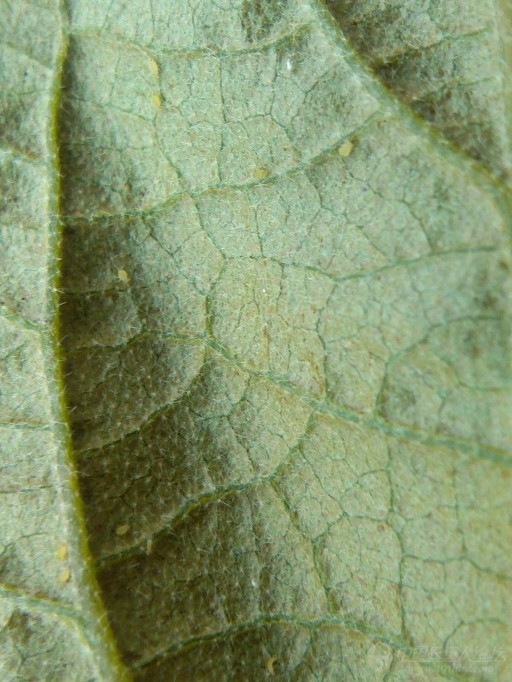 茄子茶黄螨-手机加放大镜拍的_病虫草图_191农资人 - 农技社区服务